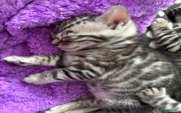 Bengal cats for sale: Stunning Silver Bengal Kittens 😻 - Image 13