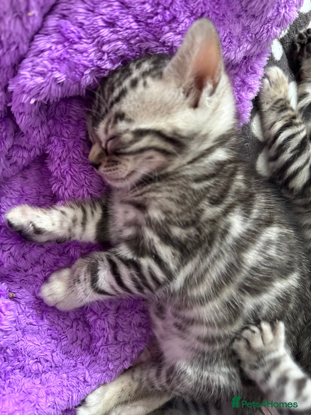 Bengal cats for sale: Stunning Silver Bengal Kittens 😻 - Image 13