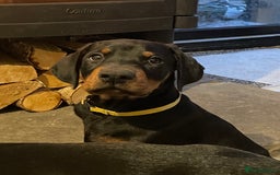 Dobermann dogs for sale: KC REG Fully health tested parents - Image 5