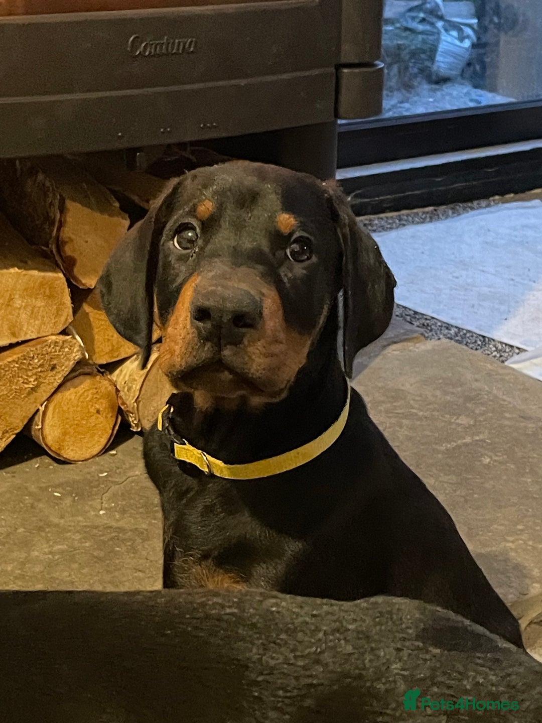 Dobermann dogs for sale: KC REG Fully health tested parents - Image 5