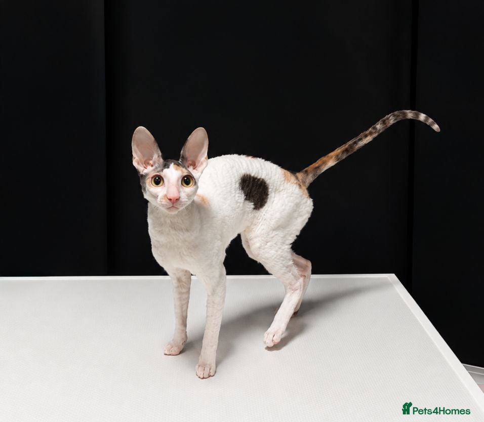 Cornish Rex cats Cornish Rex Kittens Available for Reservation  - Advert 2