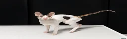 Cornish Rex cats for sale: Cornish Rex Kittens Available for Reservation  - Advert 1