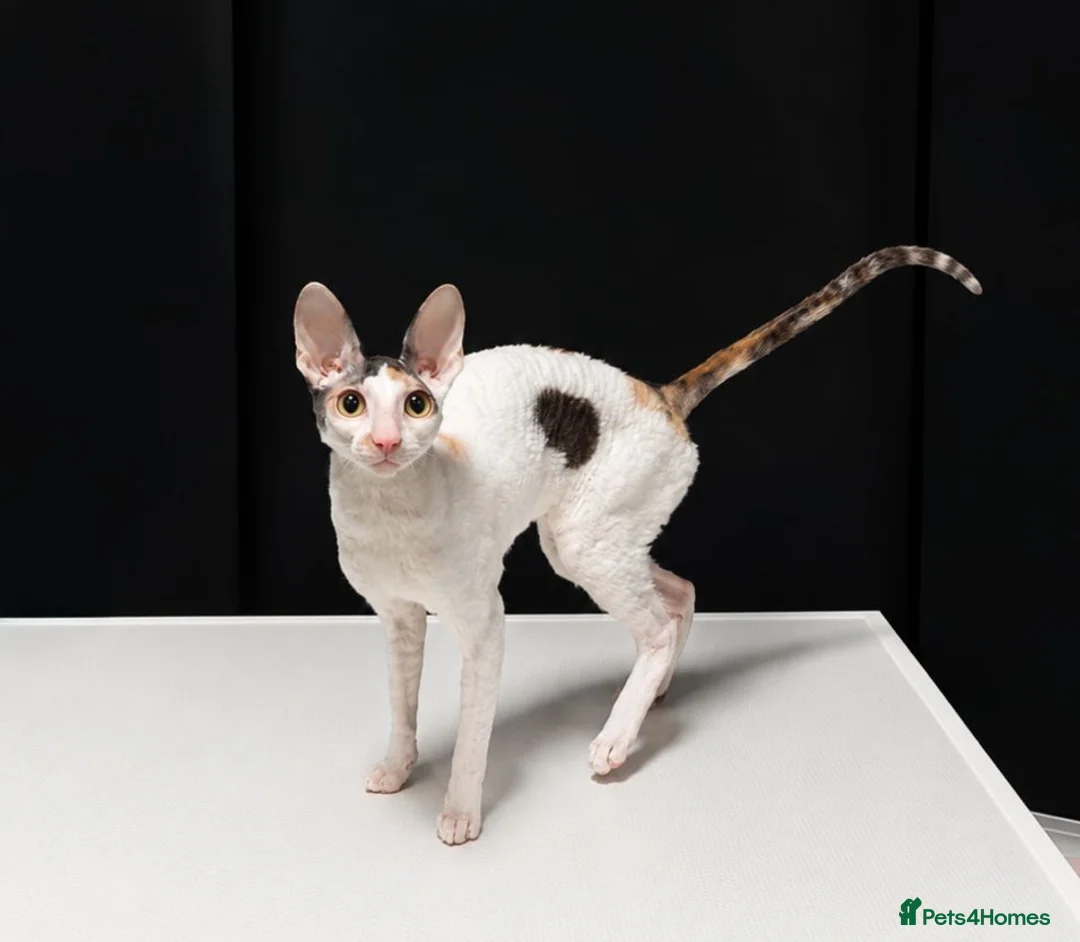 Cornish Rex cats for sale: Cornish Rex Kittens Available for Reservation  - Advert 1