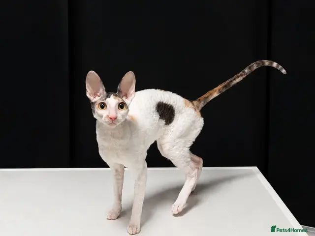 Cornish Rex cats for sale: Cornish Rex Kittens Available for Reservation - Advert 1