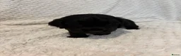 Cocker Spaniel dogs for sale: 6 beautiful Cocker spaniel puppies  - Advert 17