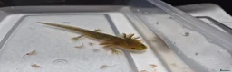 Axolotl reptiles for sale: 7 baby axolotls in Sunderland - Advert 5