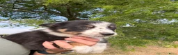 Border Collie dogs for sale: Beautiful Tri Border Collies looking for 5⭐️ homes - Advert 10