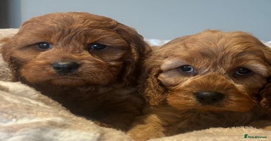 Cavapoo dogs Cavapoo Red - Advert 16