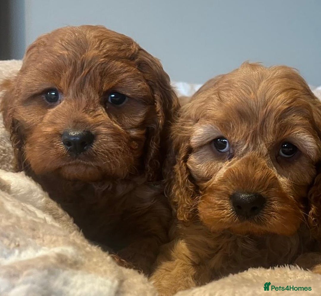 Cavapoo dogs for sale: Cavapoo Red - Advert 2