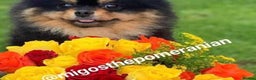 Pomeranian dogs for stud: Well Proven Stunning Black and Tan Pomeranian Stud in Ebbw Vale - Advert 9