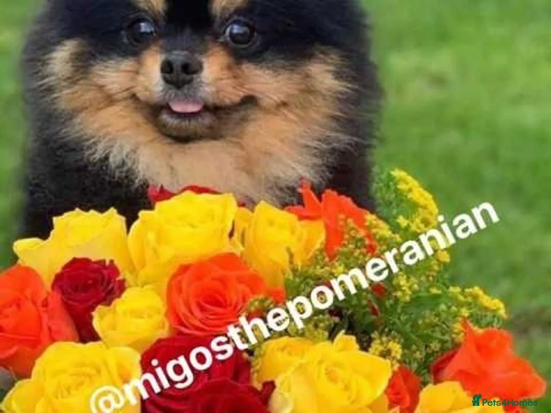 Pomeranian dogs for stud: Well Proven Stunning Black and Tan Pomeranian Stud in Ebbw Vale - Advert 9
