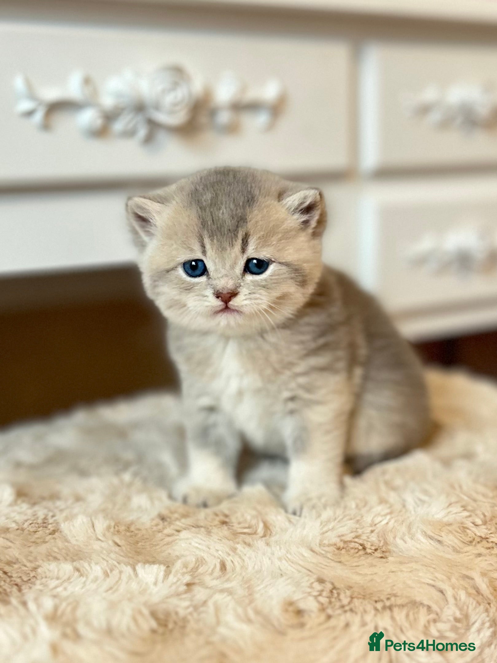 British Shorthair cats Stunning litter of 6 nuggets! - Advert 1