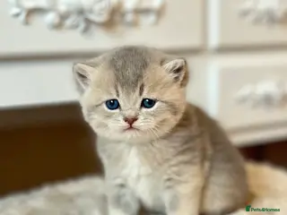 British Shorthair cats Stunning litter of 6 nuggets! - Advert 5