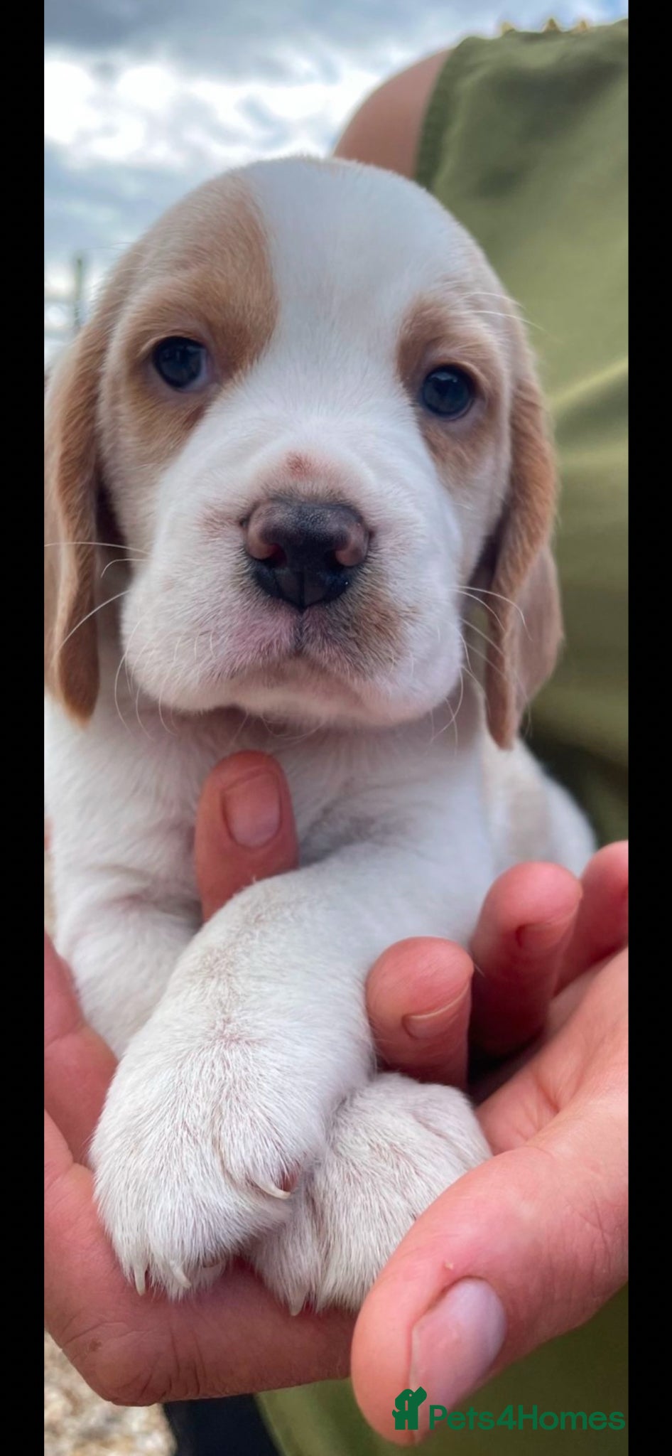 Beagle dogs Kc reg Charterwood /Davicard  Show winning    - Advert 1