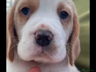 Beagle dogs Kc reg Charterwood /Davicard Show winning - Advert 1