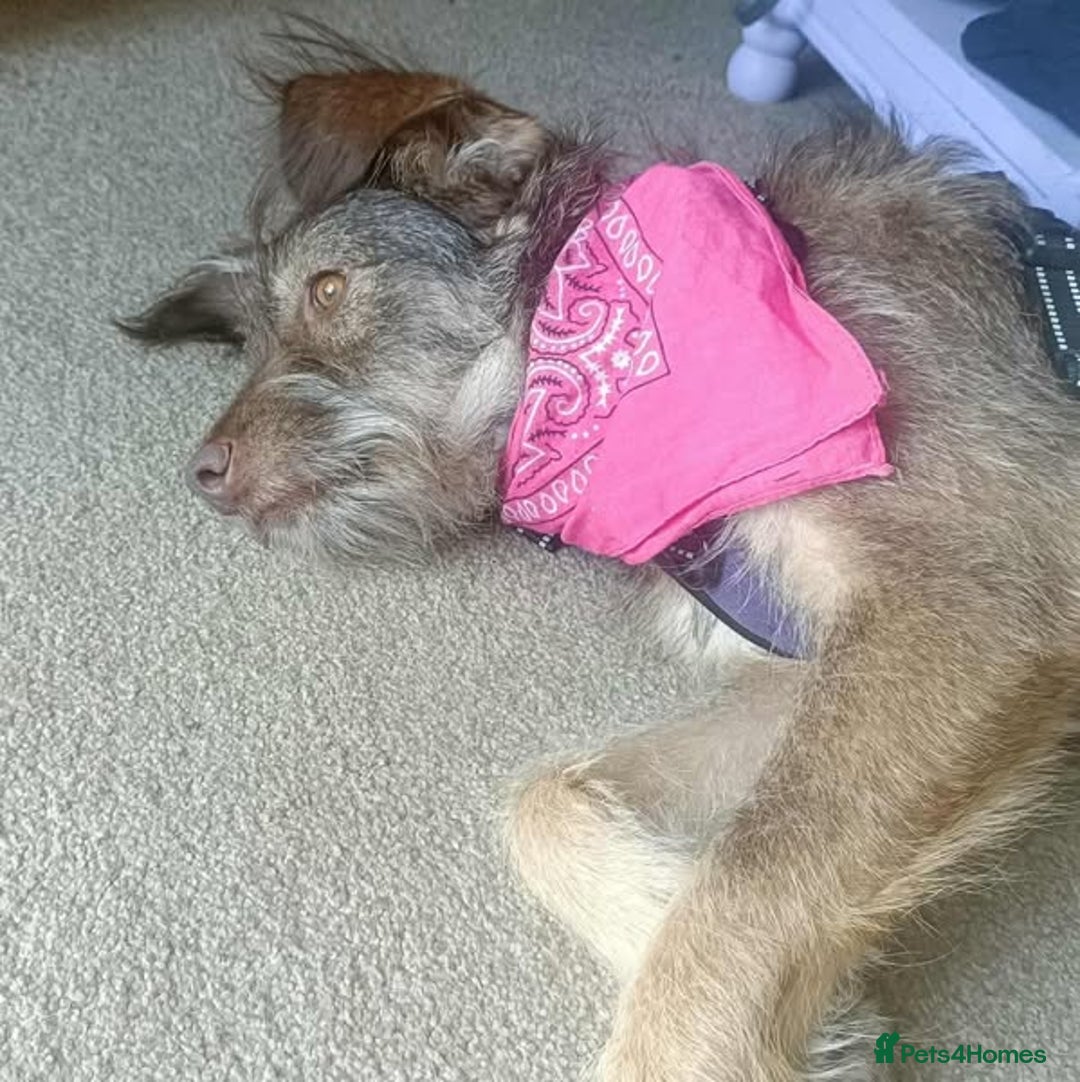 Mixed Breed dogs for adoption: Beautiful Boo - Image 4