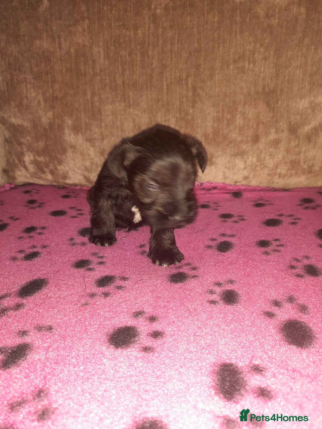 Mixed Breed dogs for sale: Snorkie pups - Image 18