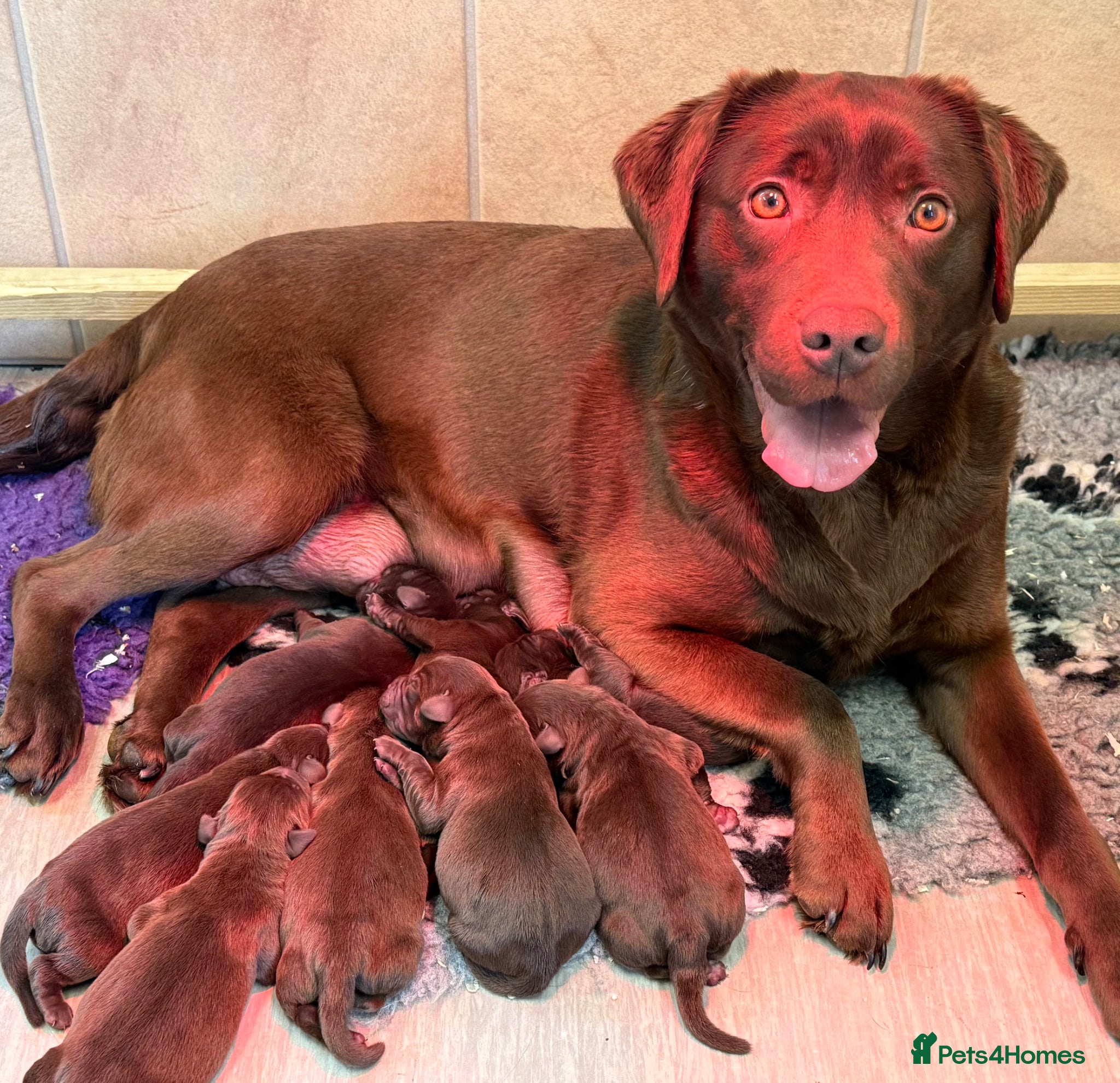 Labrador Retriever dogs New chocolate arrivals at Westfena 🐾 - Advert 1