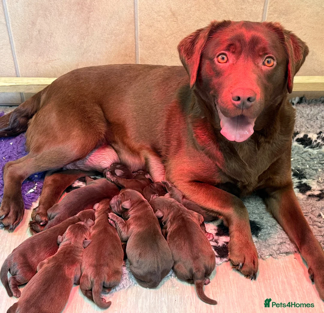 Labrador Retriever dogs for sale: New chocolate arrivals at Westfena 🐾 - Advert 2