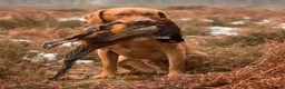 Labrador Retriever dogs for sale: 9 stunning Labrador puppies for sale  - Advert 1