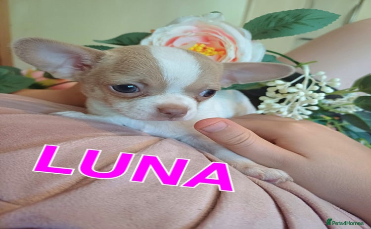 Chihuahua dogs - Advert 11