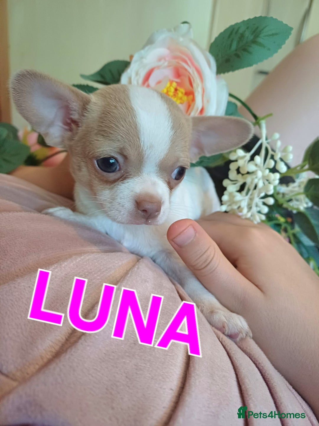Chihuahua dogs for sale: Chihuahua pups stunning - Image 1
