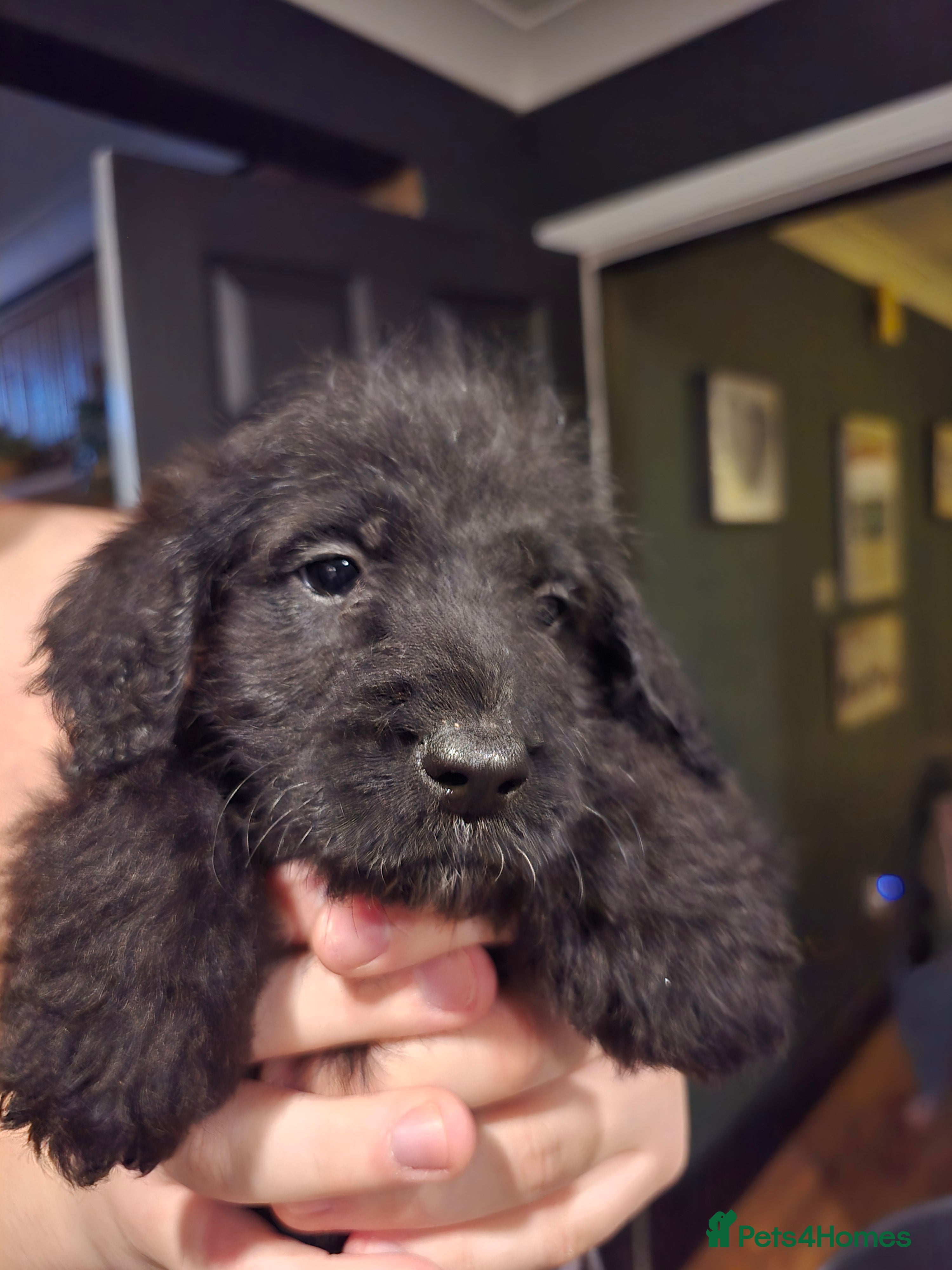 Labradoodle dogs Last two! gorgeous Teddy-Labradoodles - Advert 3