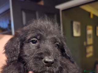 Labradoodle dogs Last two! gorgeous Teddy-Labradoodles - Advert 5