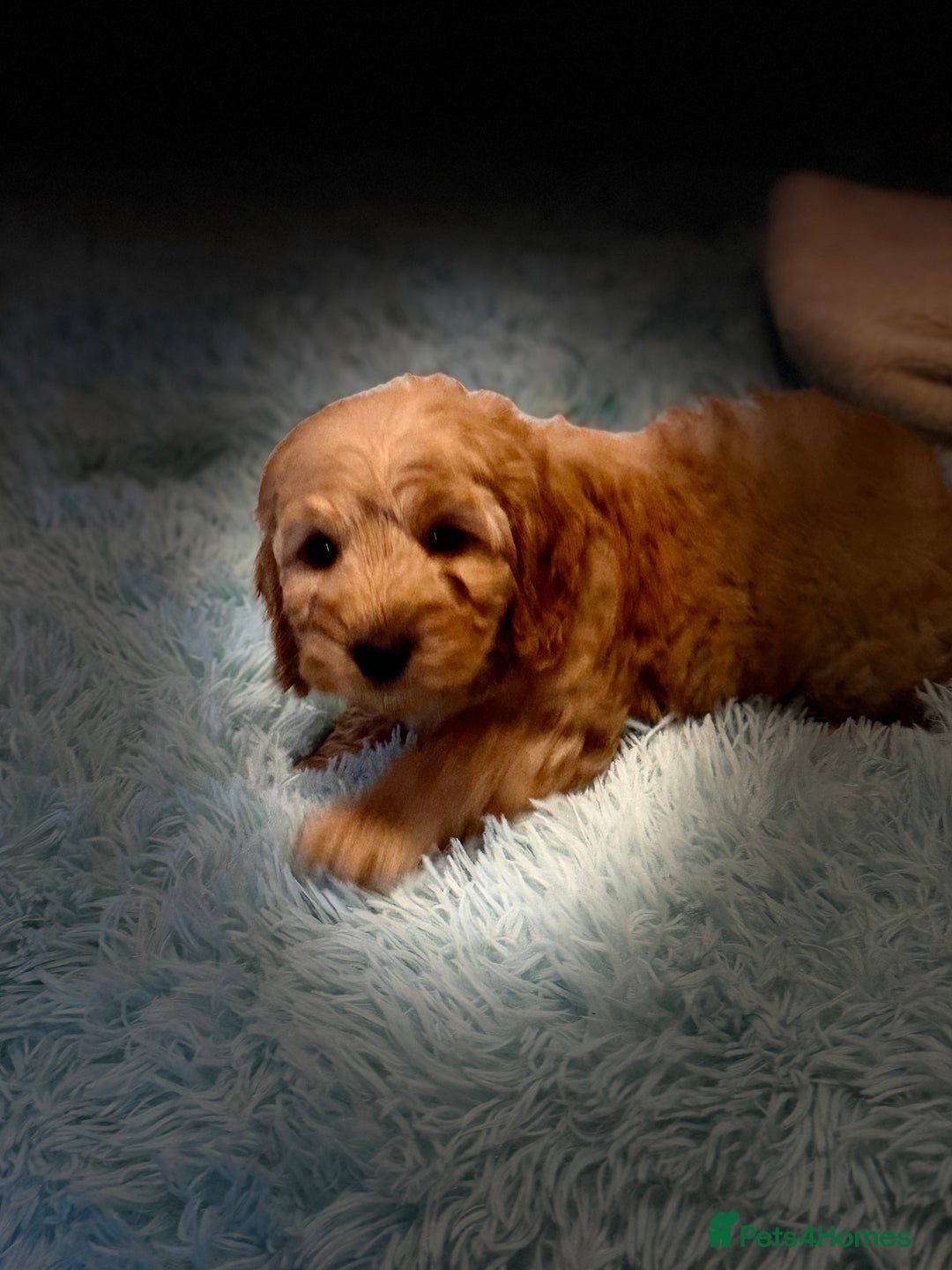 Cockapoo dogs for sale: Healthy Happy Stunning Cockapoo Puppies - Advert 11