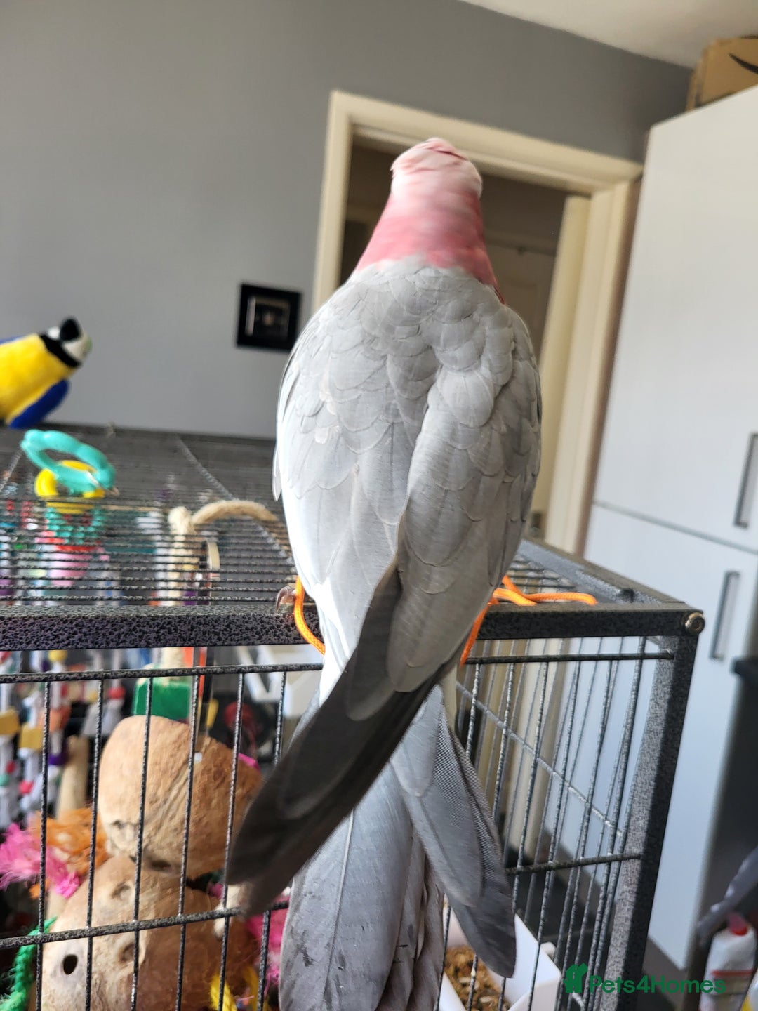Cockatoo birds for sale: Australian galah cockatoo 13 months old  - Image 4