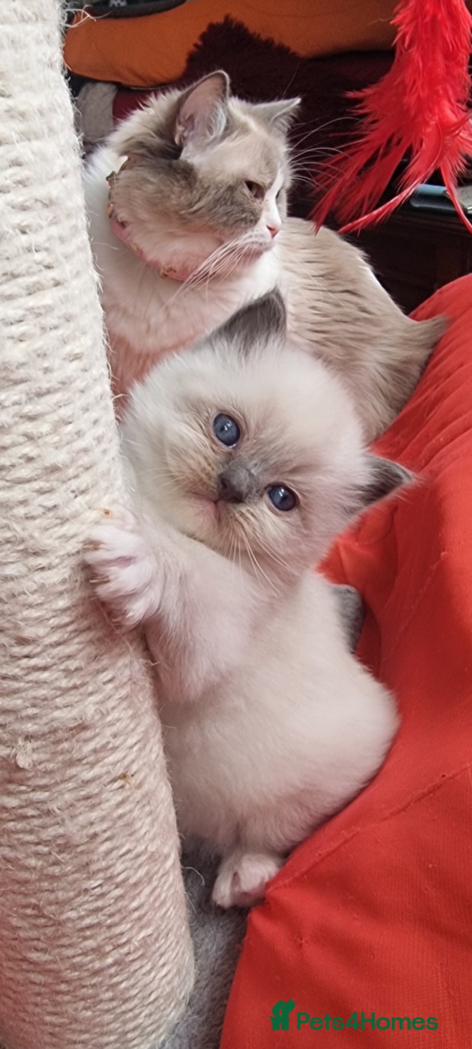 Ragdoll cats for sale: Ragdoll  - Advert 2