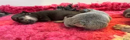 French Bulldog dogs for sale: HEALTH TESTED QUALITY FRENCH BULLDOG PUPPIES in Wallsend - Advert 27