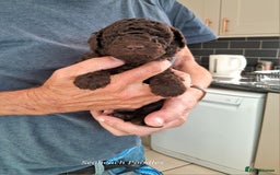 Toy Poodle dogs for sale: Toy Poodle Puppies in Norfolk - Image 7