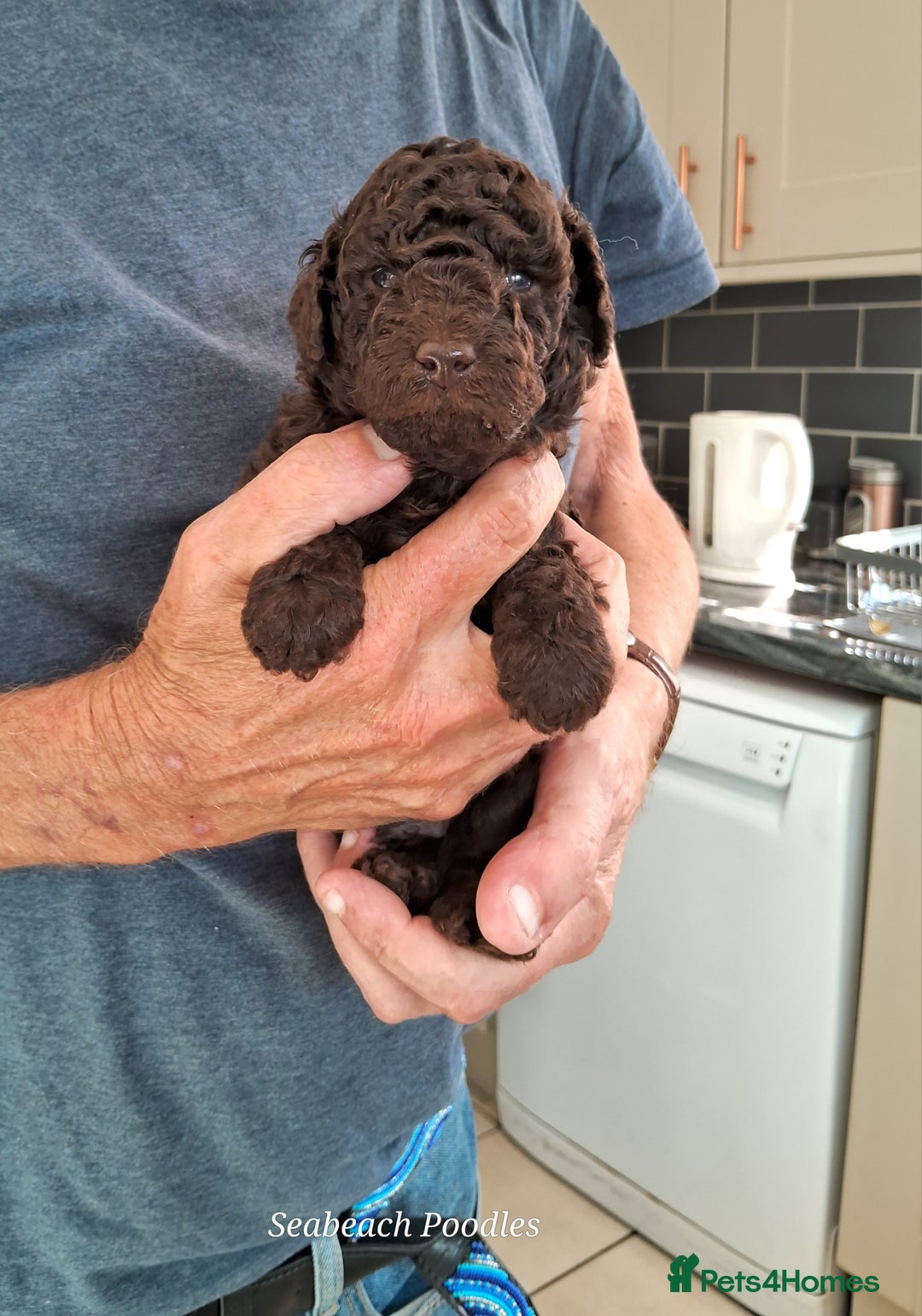 Toy Poodle dogs for sale: Toy Poodle Puppies in Norfolk - Image 7