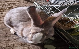Continental Giant rabbits for sale: Giant rabbit - Image 1