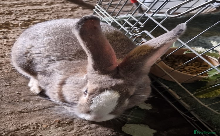 Continental Giant rabbits - Advert 1