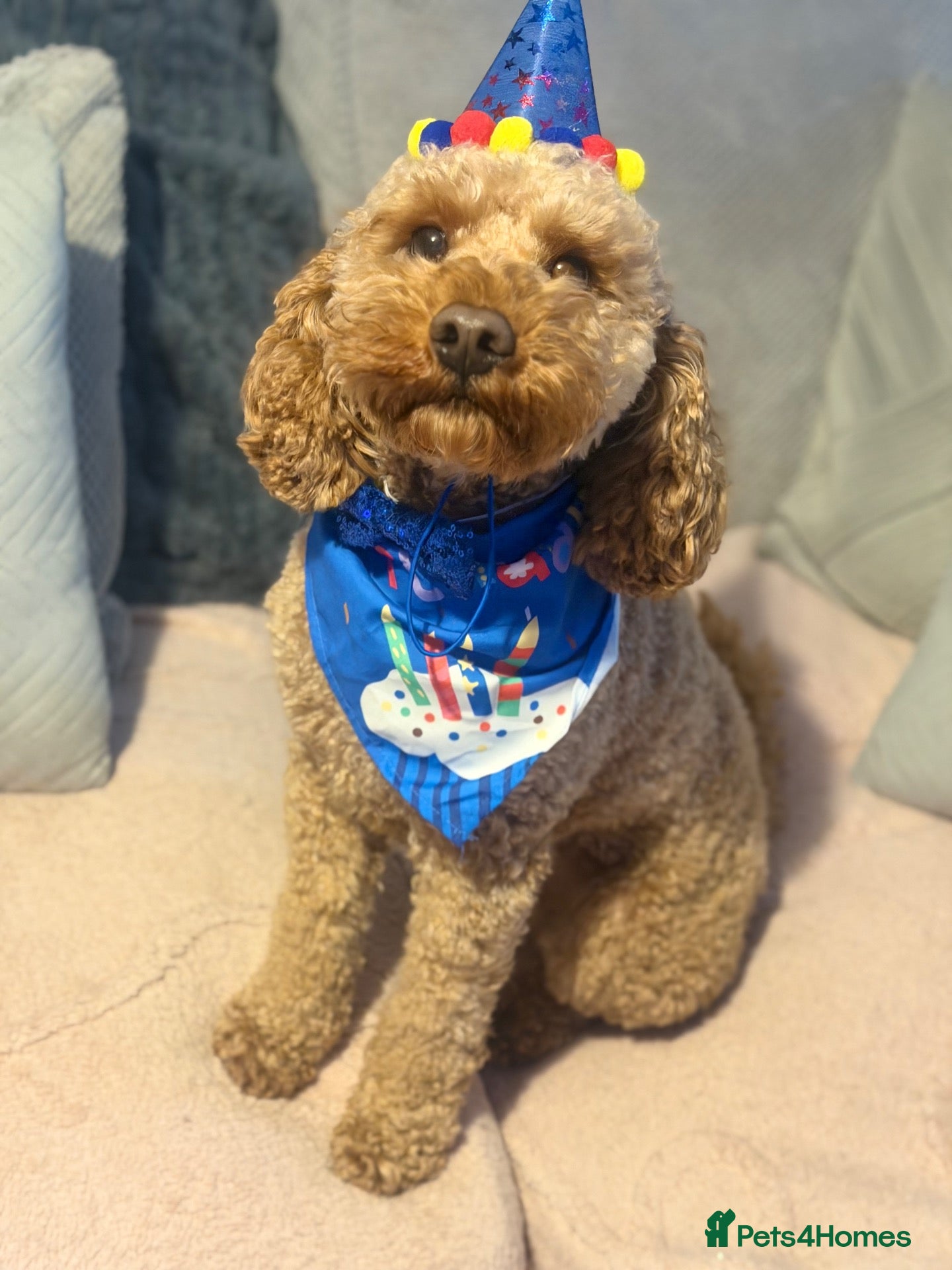 Cockapoo dogs Reginald for stud  - Advert 1