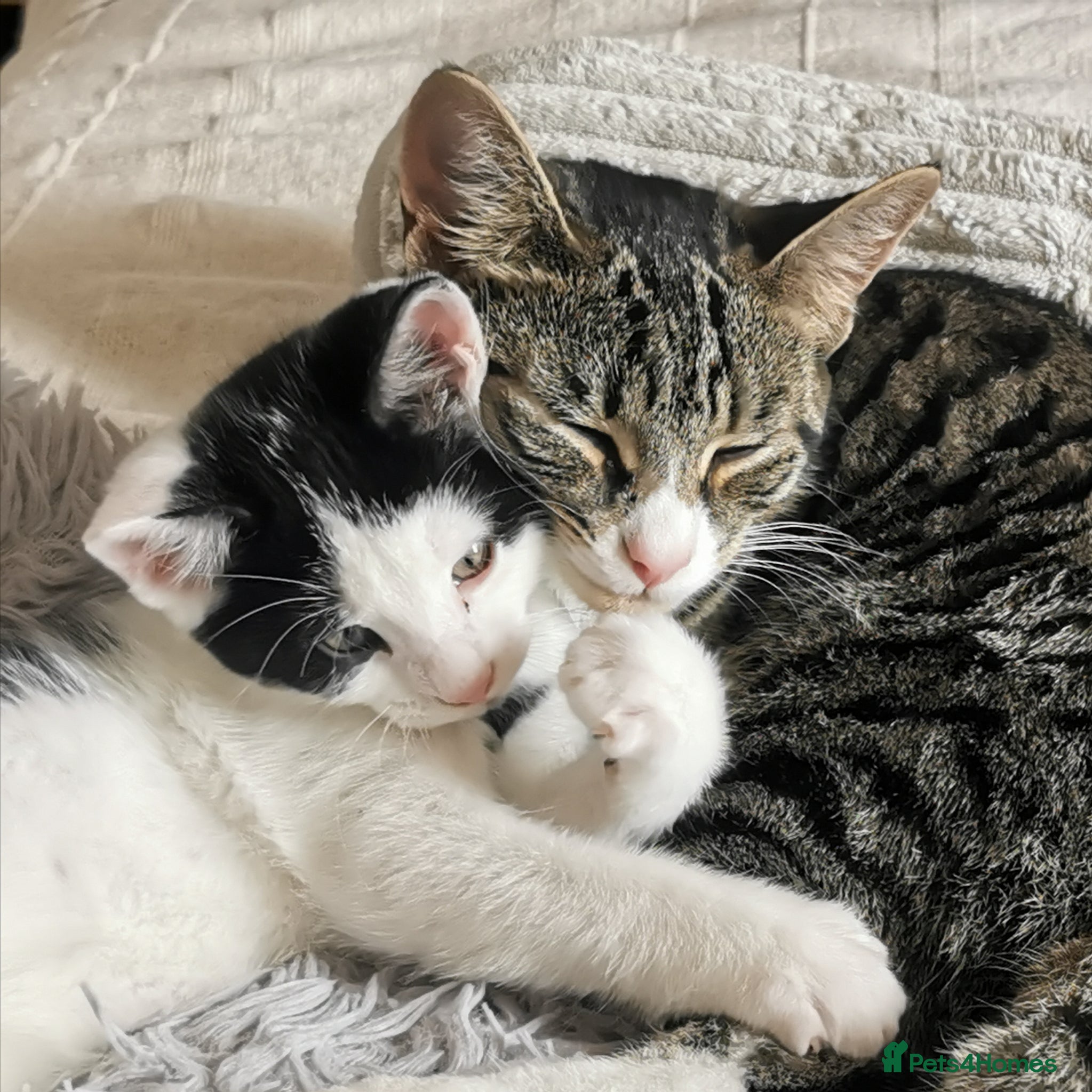 Mixed Breed cats for sale: Gorgeous, sweet natured & very playful kittens in London - Advert 34