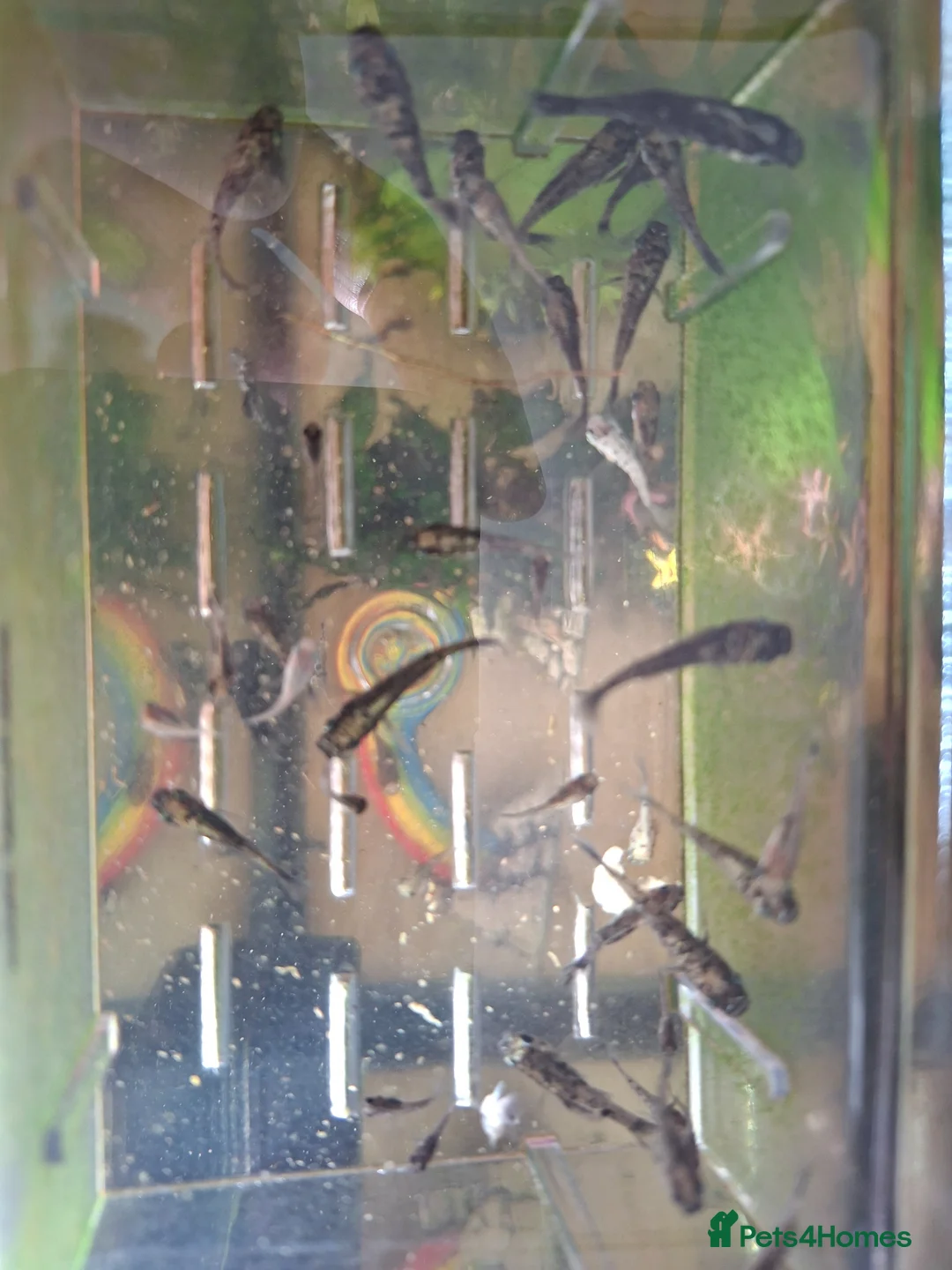 Platies fish for sale: School of baby fish molly / cowfish  in Arlesey - Advert 2