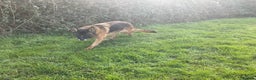 German Shepherd dogs for sale: 2 retired bitches looking for a loving home  - Advert 3