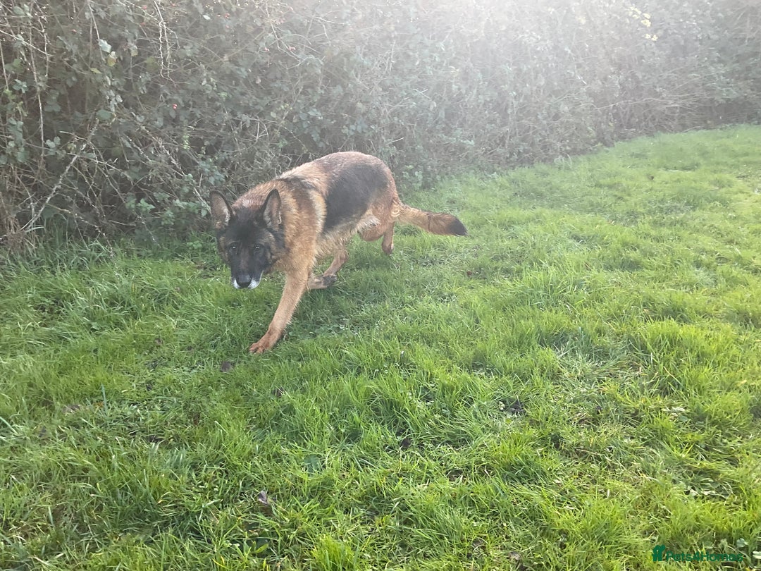 German Shepherd dogs for sale: 2 retired bitches looking for a loving home  - Advert 3