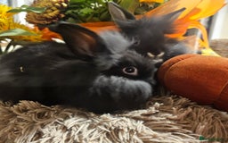 Mini Lion Lop rabbits for sale: Cute fluffy lion heads  - Image 7