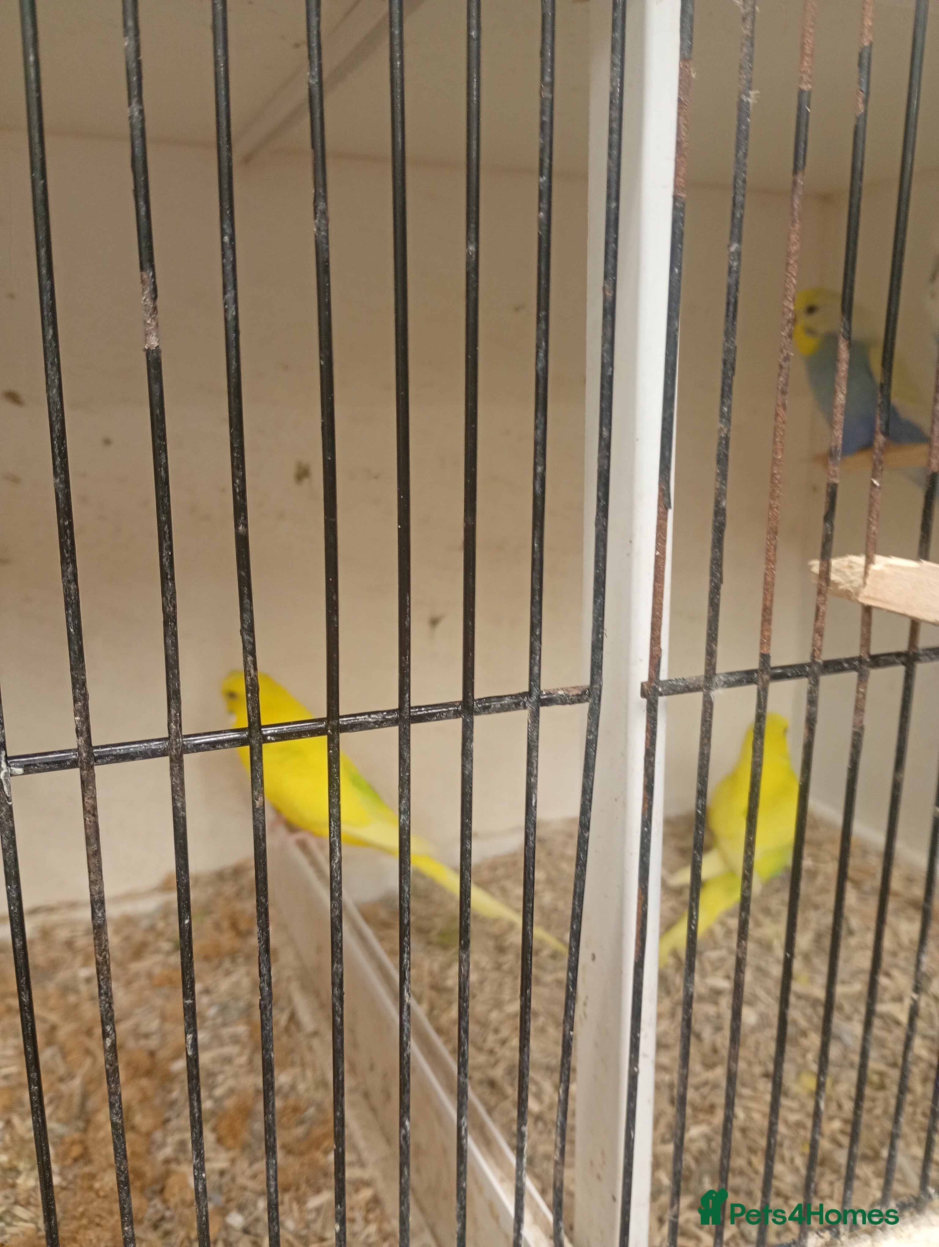 Budgerigars birds Budgiew - Advert 12