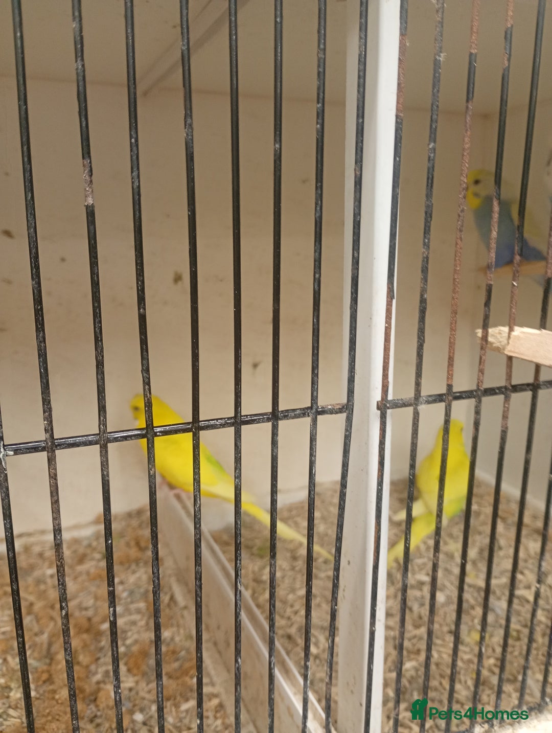 Budgerigars birds for sale: Budgiew - Advert 1