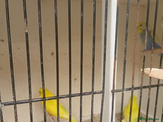 Budgerigars birds Budgiew - Advert 2