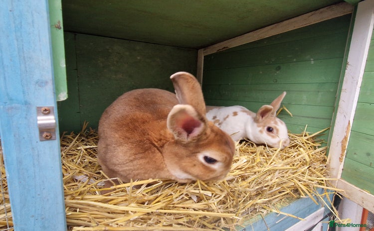 Rex rabbits - Advert 11