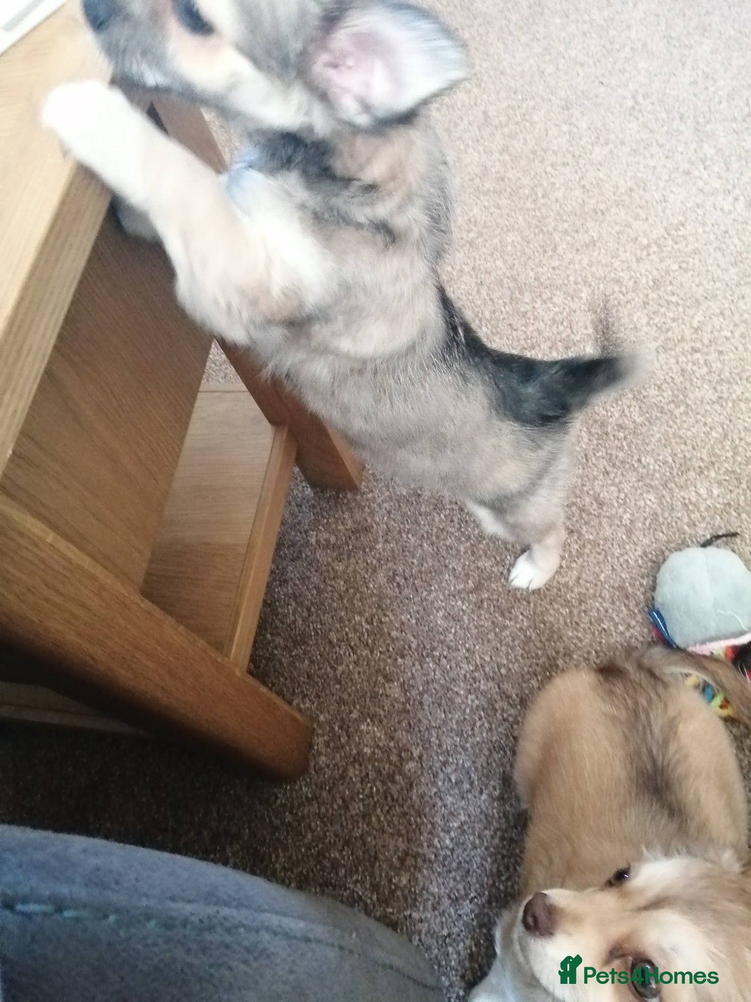 Chihuahua dogs for sale: Chihuahua puppy  in Okehampton - Advert 10