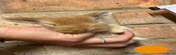 Mini Lop rabbits for sale: Mini Lion Lop Bunnies - Advert 7