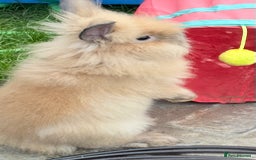Lionhead rabbits for sale: Double Mane (f)&No Mane(m) Lionhead £50 & £2 - Image 18