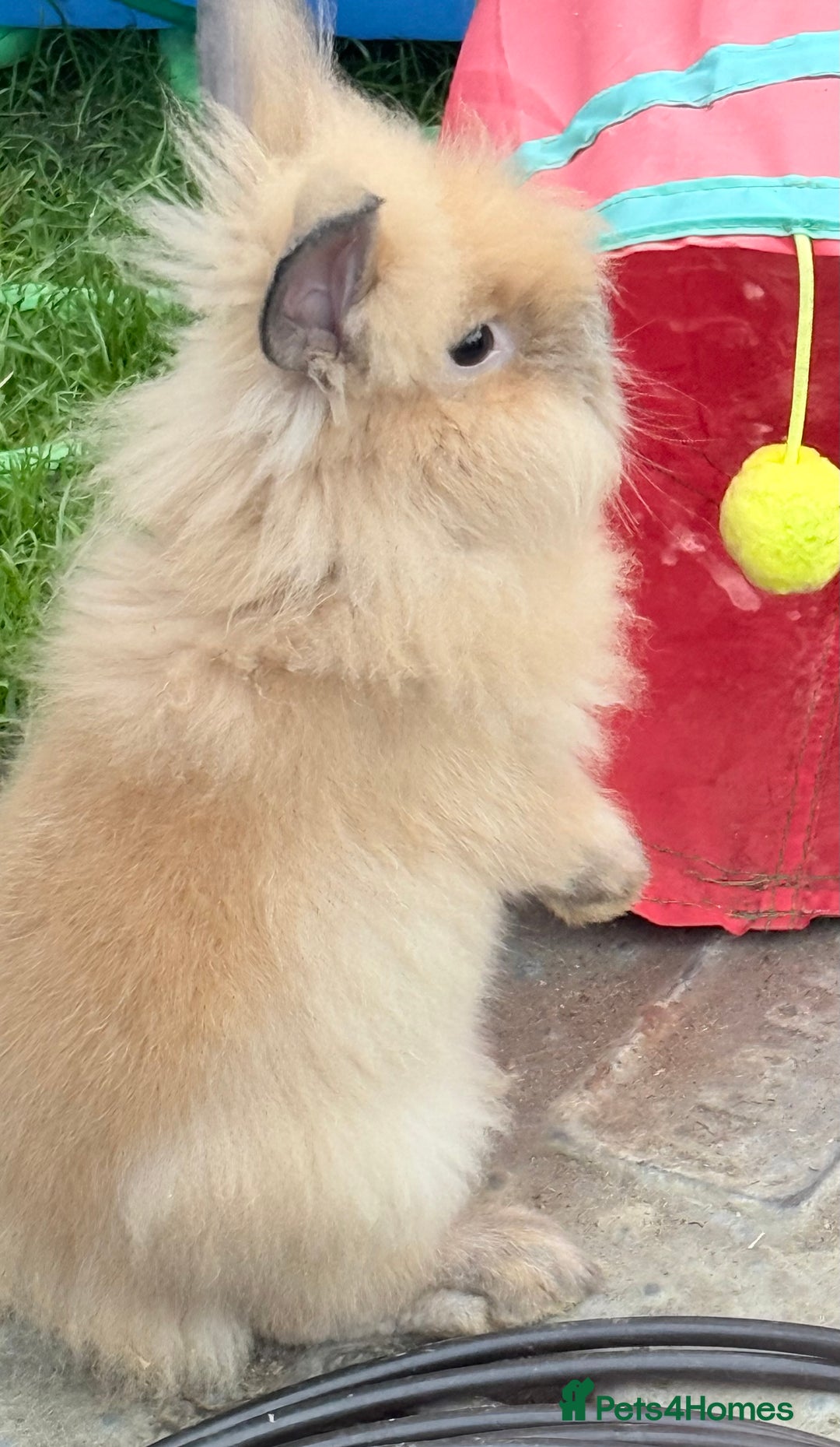 Lionhead rabbits for sale: Double Mane (f)&No Mane(m) Lionhead £50 & £2 - Image 18